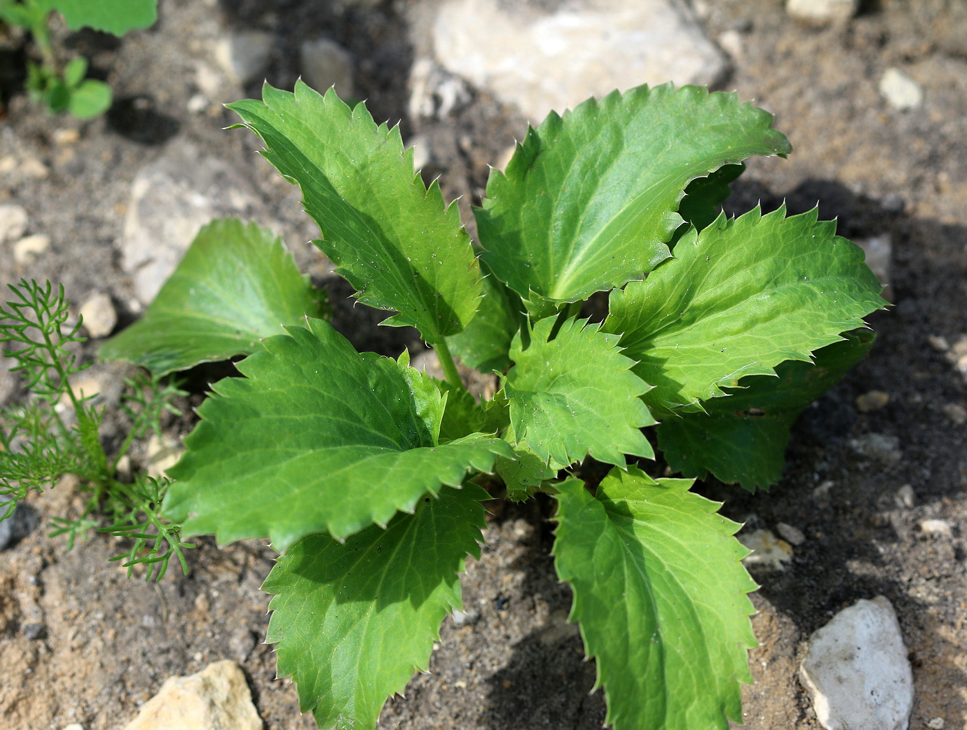 Изображение особи Eryngium planum.