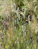 Agropyron pectinatum. Верхушки побегов с соцветиями. Саратовская обл., Красноармейский р-н, окр. с. Белогорское, степь. 30.05.2019.