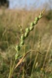 Gladiolus imbricatus