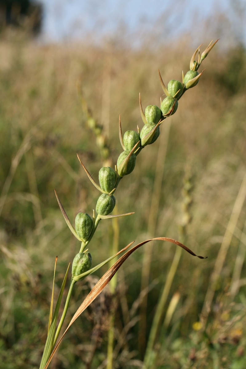 Изображение особи Gladiolus imbricatus.