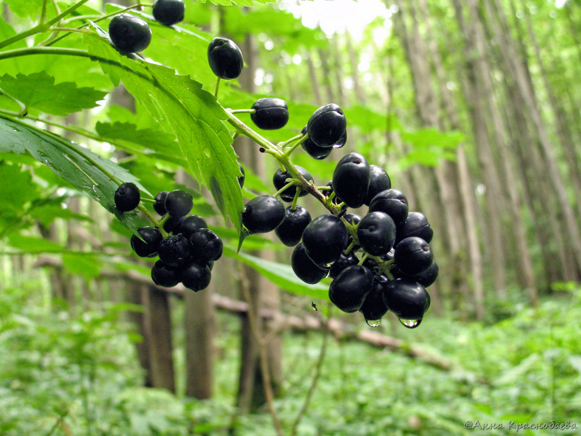 Изображение особи Actaea spicata.