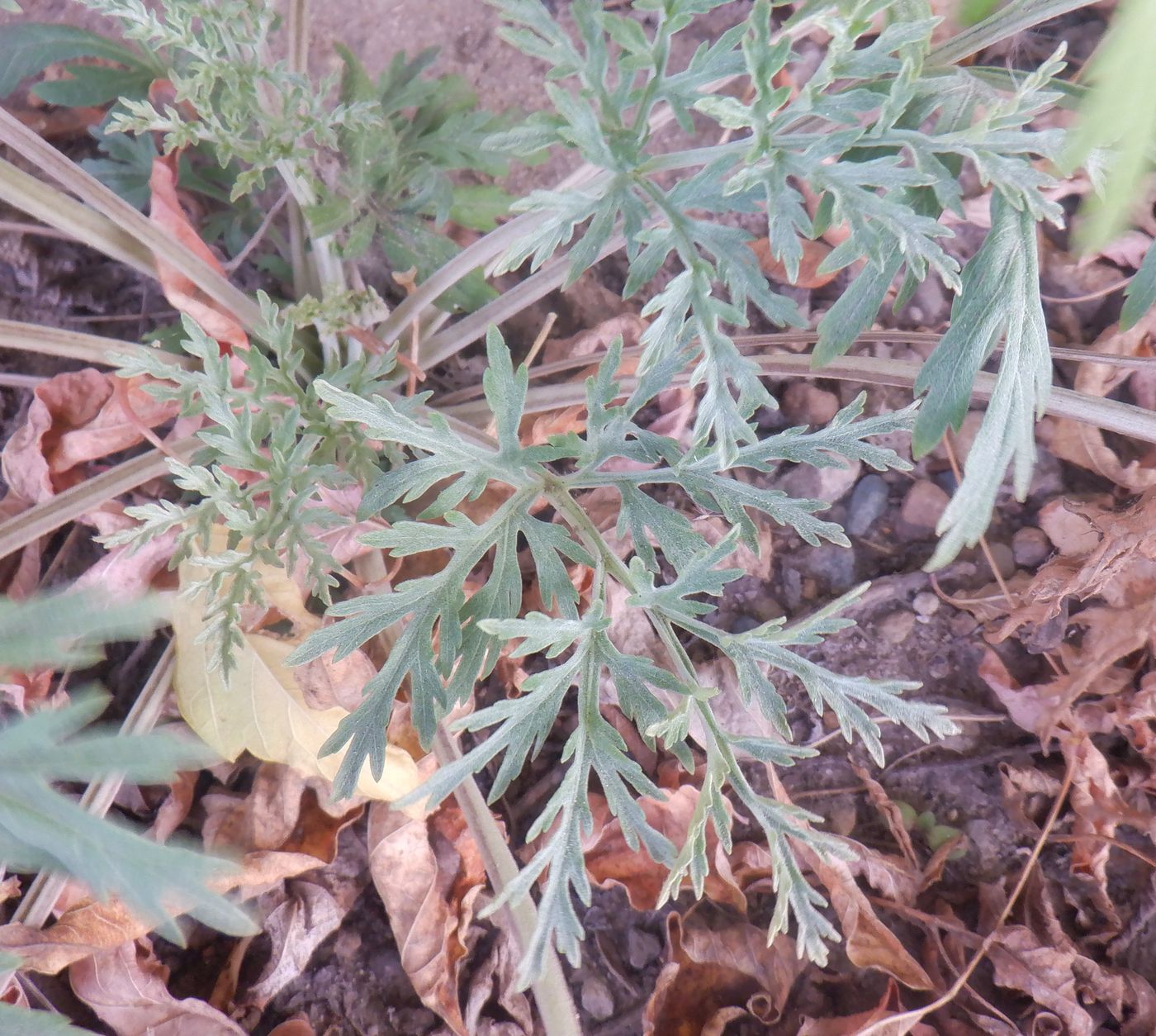 Image of genus Artemisia specimen.