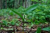 Convallaria majalis. Цветущее растение. Московская обл., окр. г. Железнодорожный, опушка смешанного леса, вырубка. 07.06.2020.
