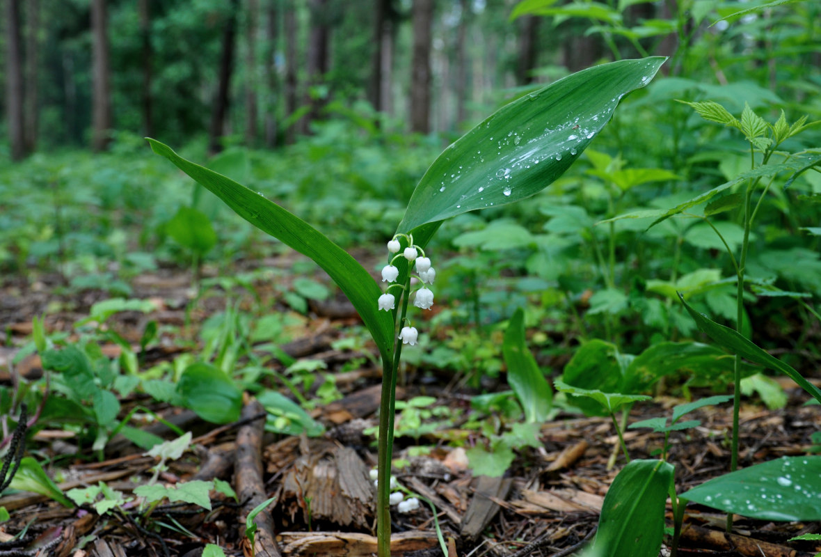 Изображение особи Convallaria majalis.