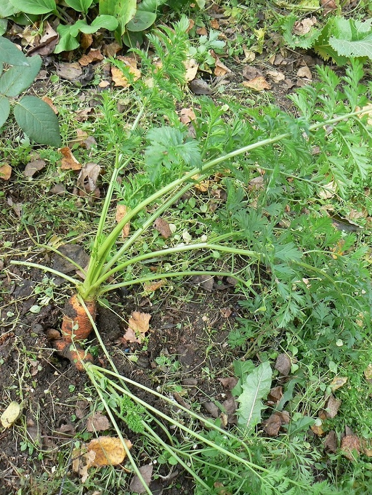 Изображение особи Daucus sativus.