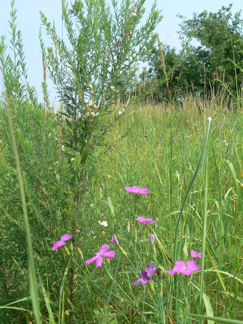 Изображение особи Lespedeza juncea.