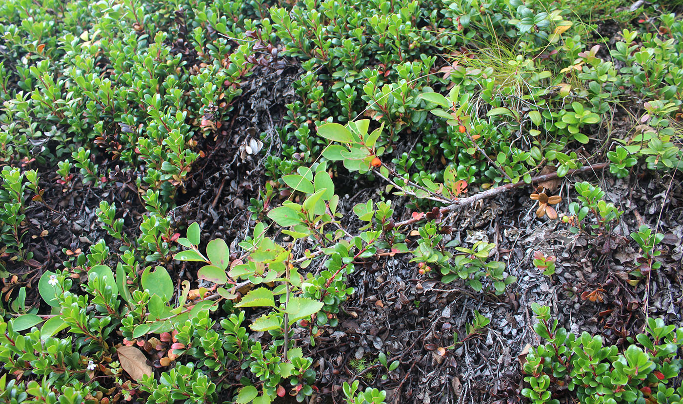 Image of Cotoneaster cinnabarinus specimen.