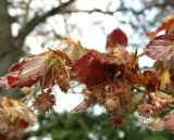 Fagus sylvatica variety purpurea. Часть ветви с соцветиями. Чехия, Пругонице (Průhonice), дендрологический парк. 23.04.2008.