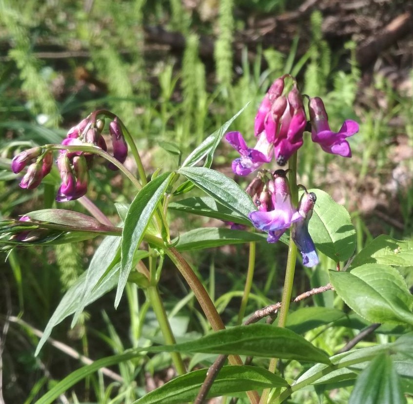 Изображение особи Lathyrus vernus.