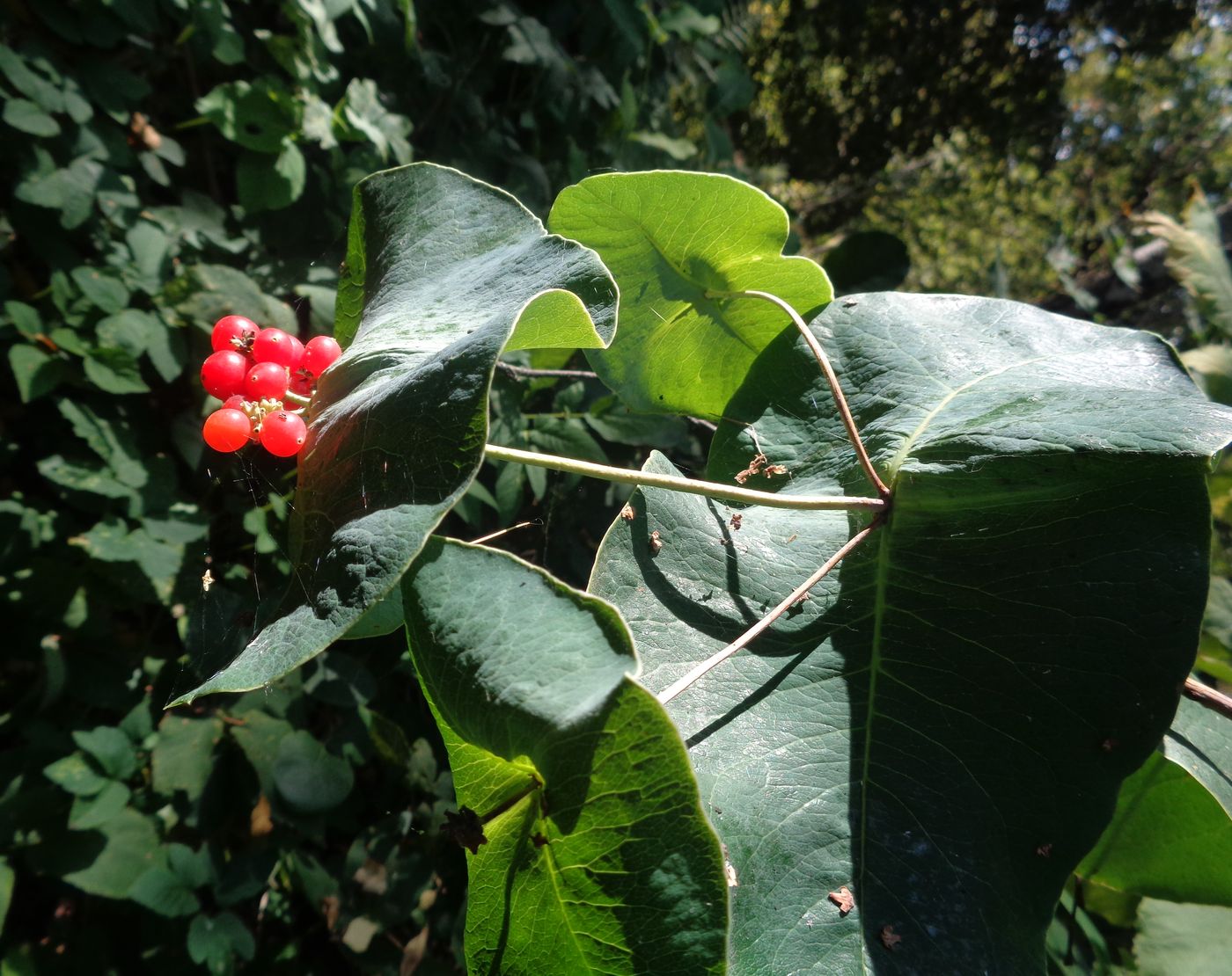 Image of Lonicera prolifera specimen.