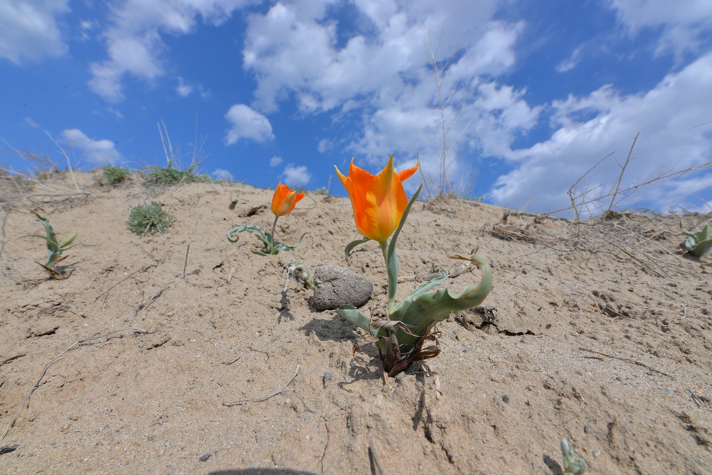 Image of Tulipa lehmanniana specimen.