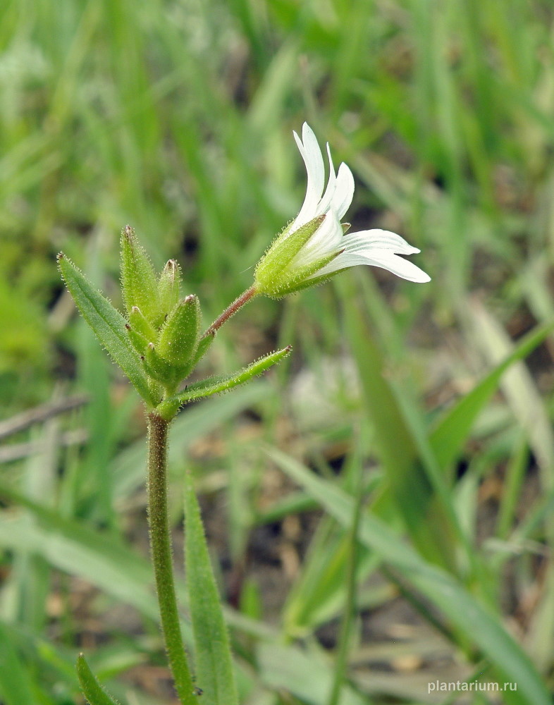 Изображение особи Dichodon viscidum.