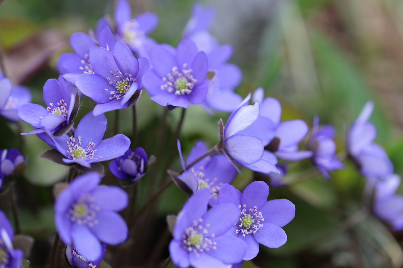 Image of Hepatica nobilis specimen.