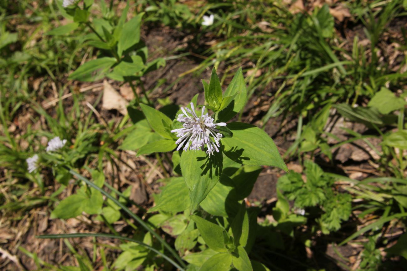 Изображение особи Asperula caucasica.
