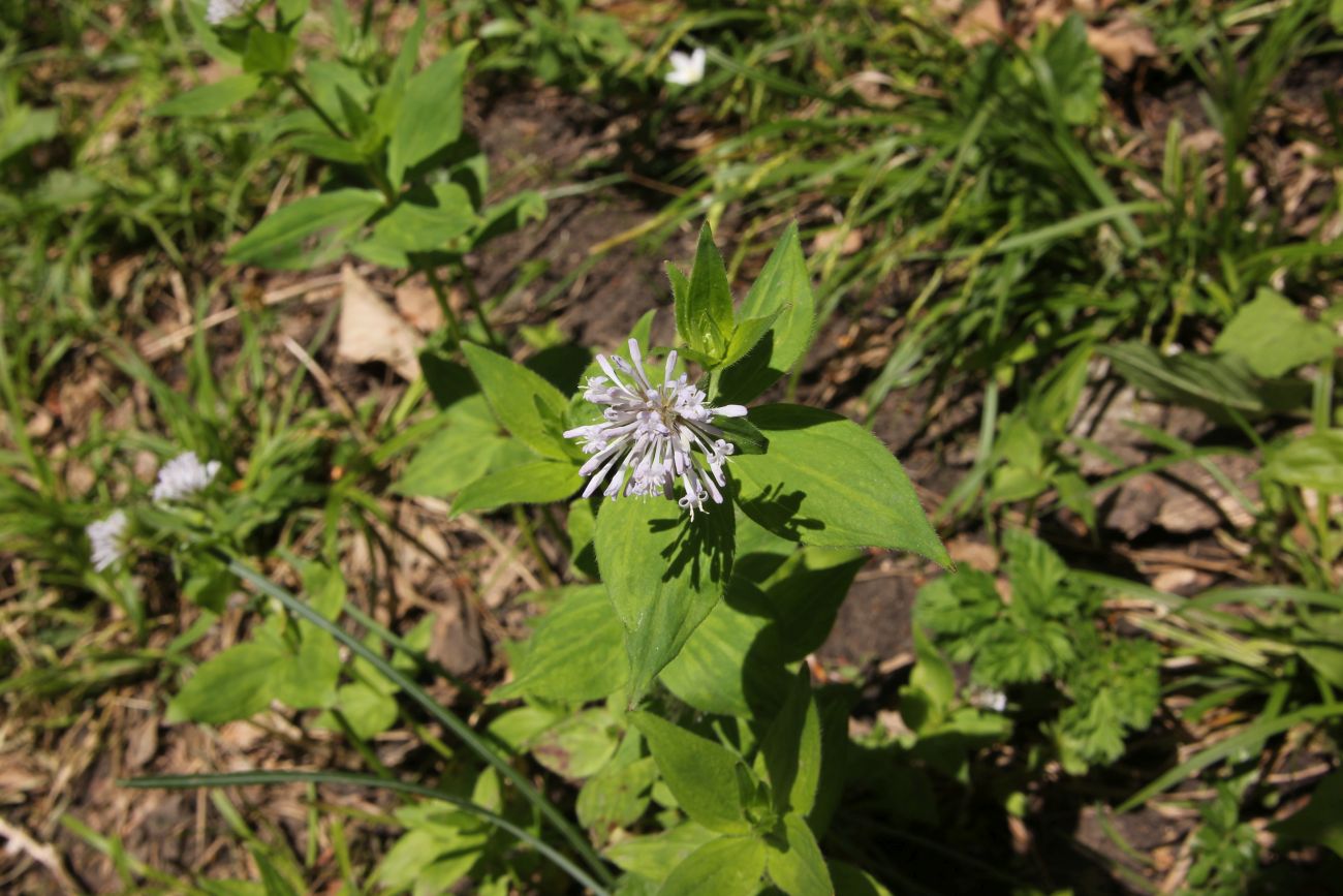 Image of Asperula caucasica specimen.