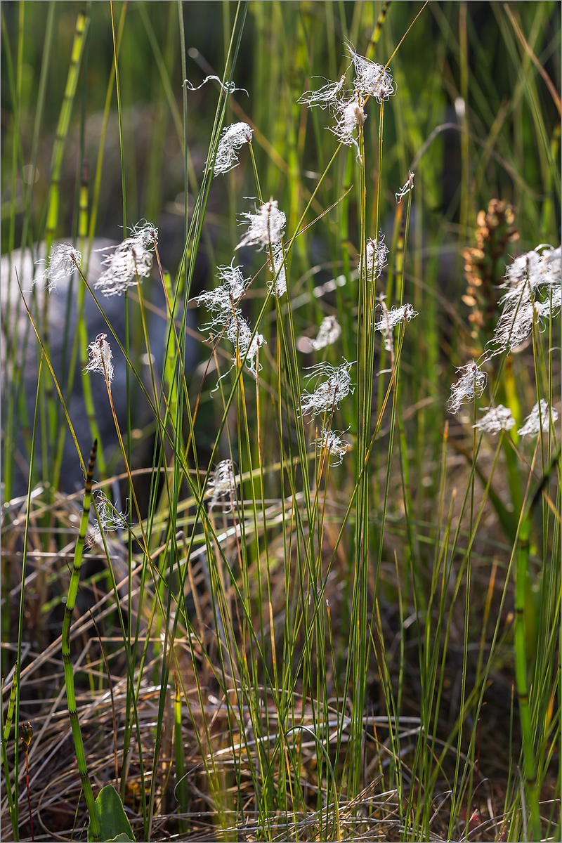 Изображение особи Trichophorum alpinum.