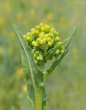 Senecio schwetzowii