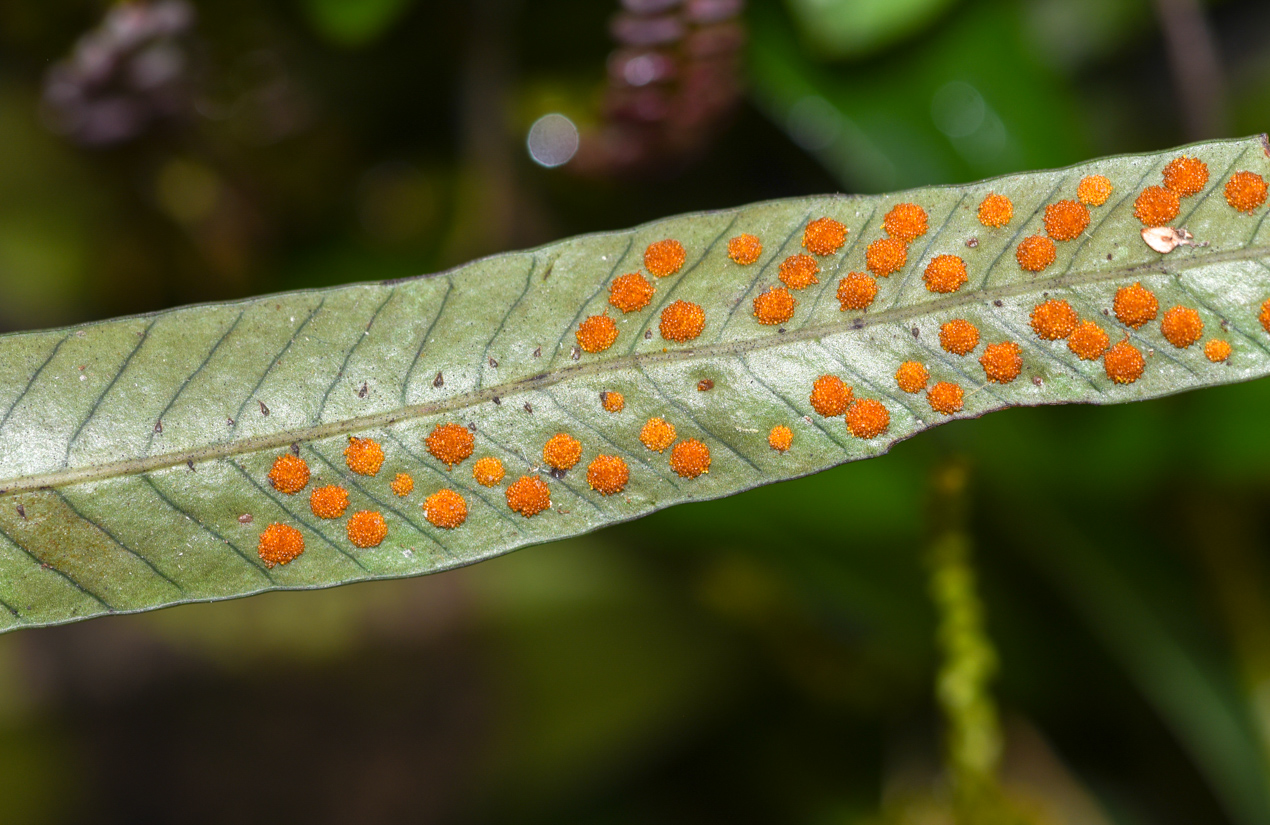 Изображение особи семейство Polypodiaceae.