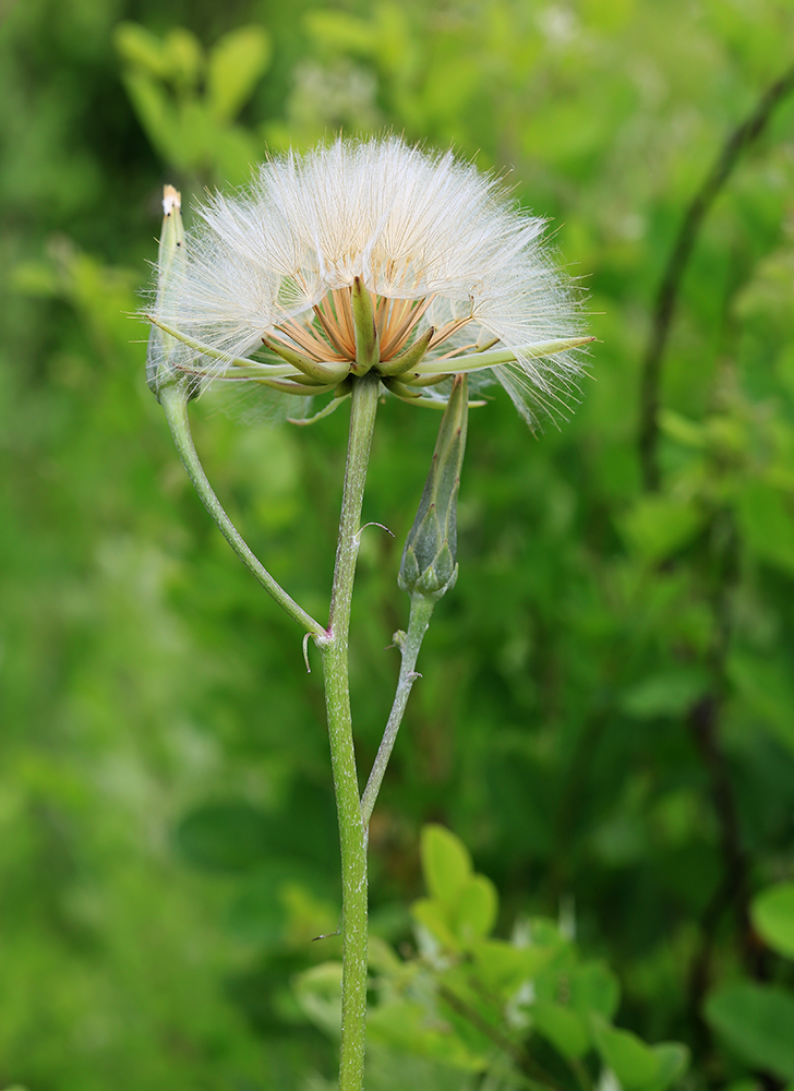 Изображение особи Scorzonera albicaulis.