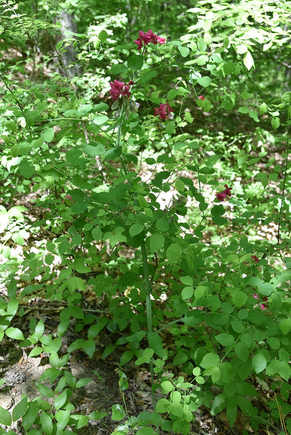 Изображение особи Lathyrus rotundifolius.