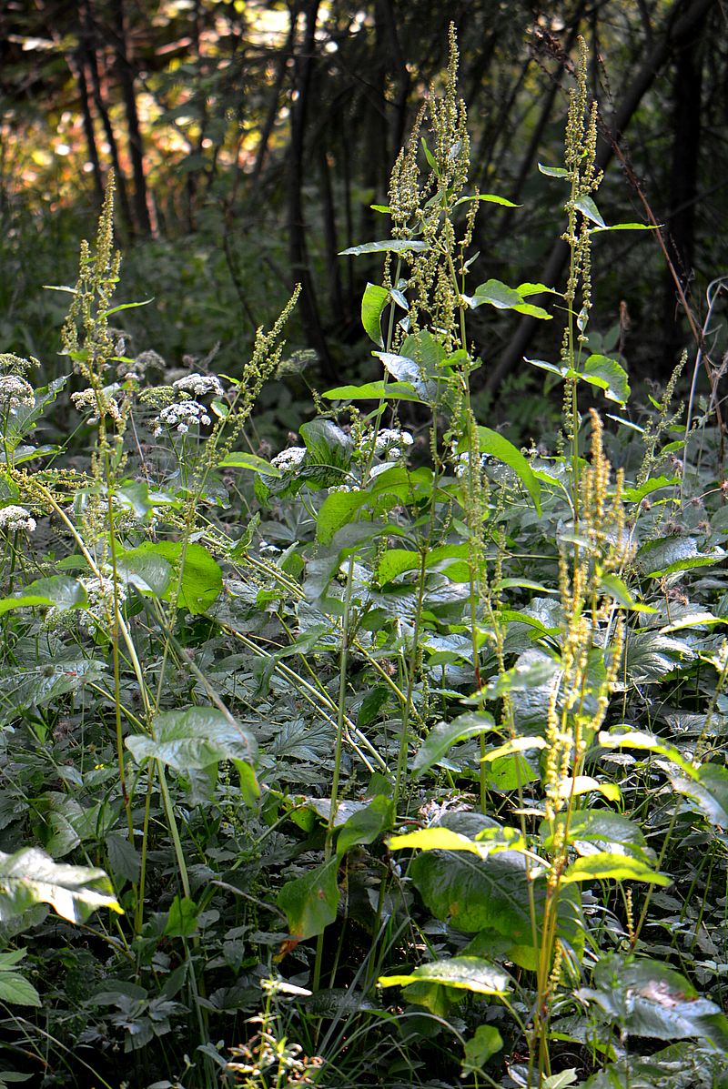 Изображение особи Rumex sylvestris.