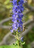 Veronica longifolia