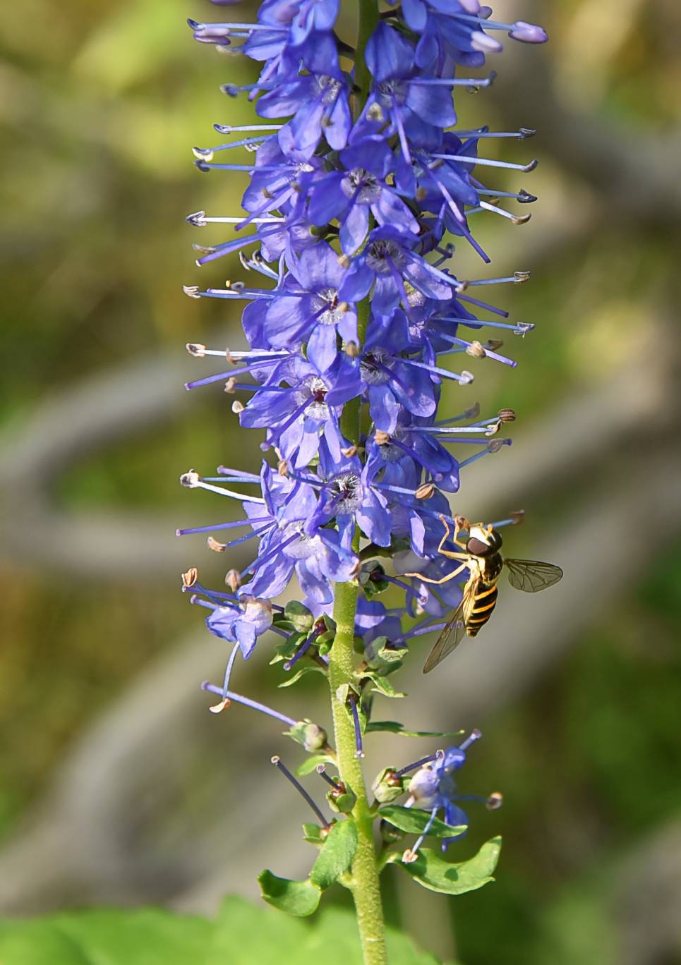 Изображение особи Veronica longifolia.