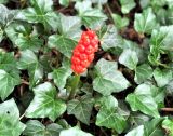 Arum maculatum