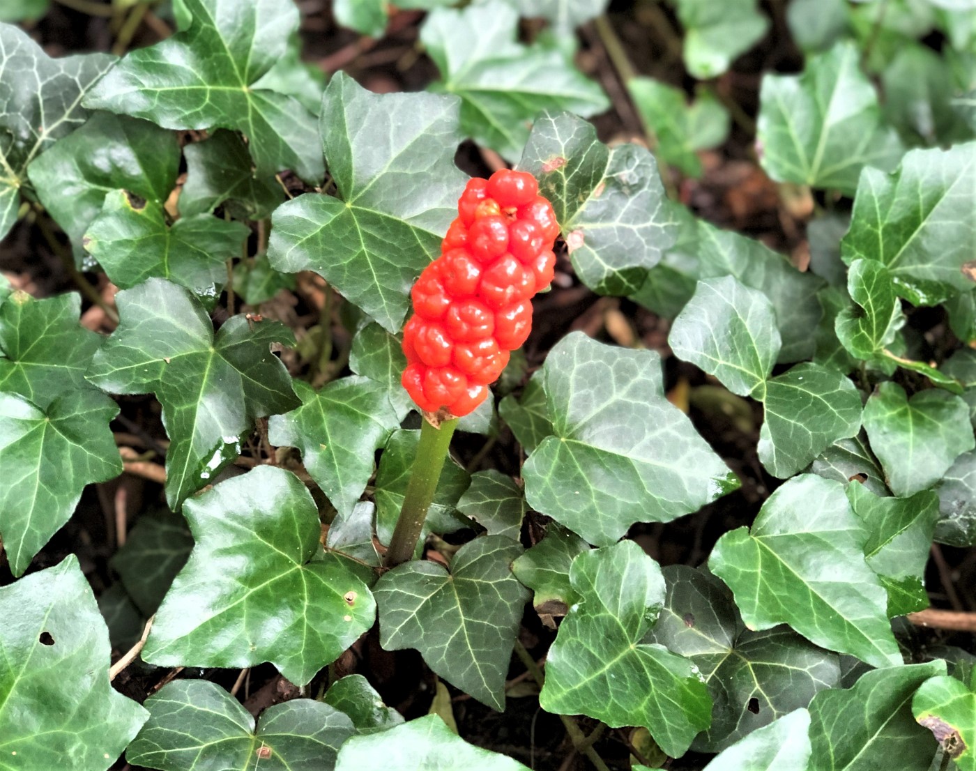 Image of Arum maculatum specimen.