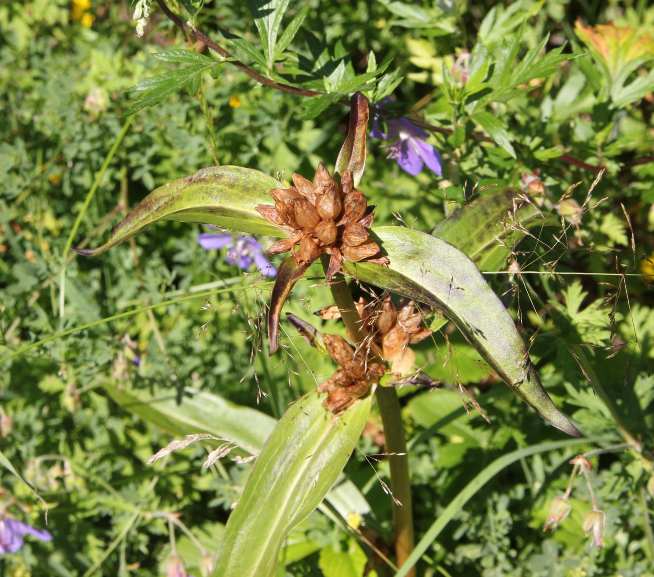 Изображение особи Gentiana macrophylla.