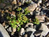 Chrysosplenium tetrandrum. Плодоносящее растение на галечнике (вид сверху). Магаданская обл., Ольский р-н, окр. пгт Ола, бассейн р. Ола, р. Угликан. 20.07.2021.