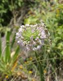 Allium nutans