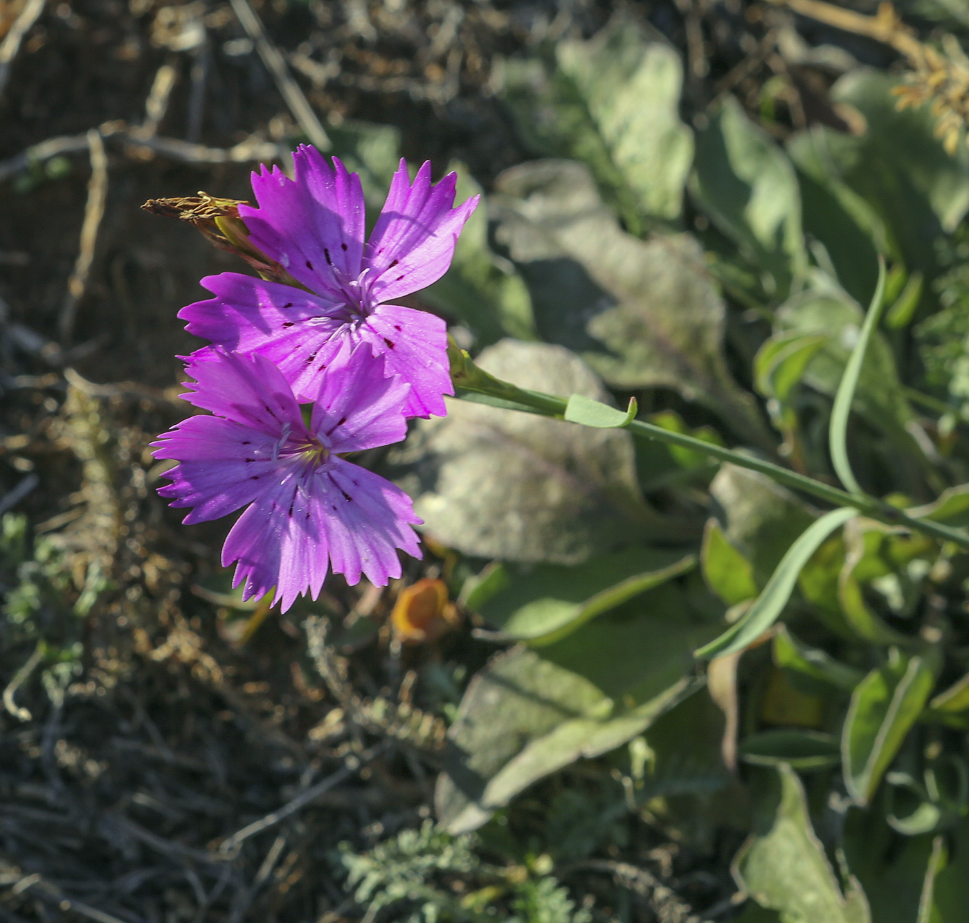 Изображение особи Dianthus versicolor.