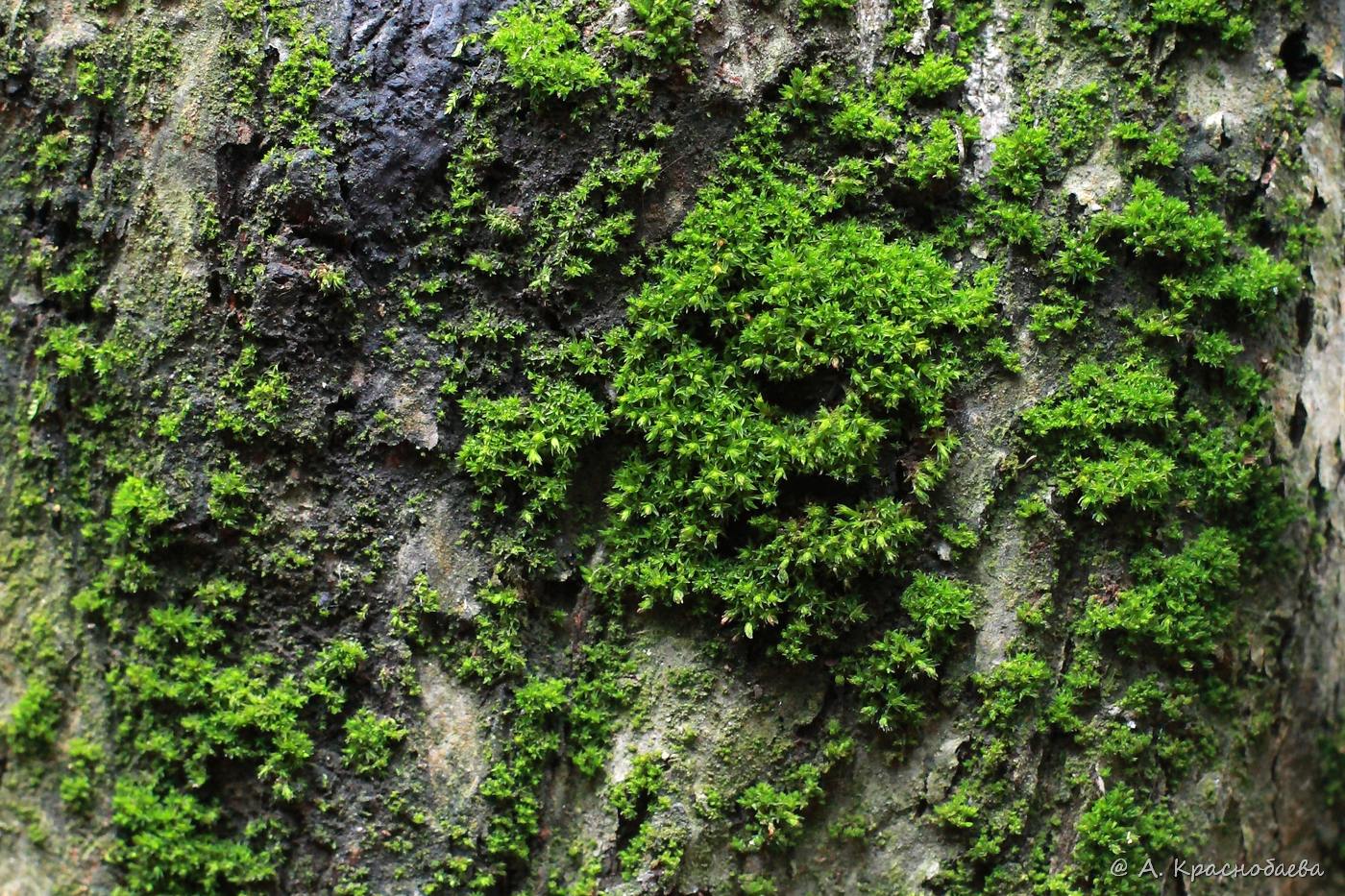 Image of genus Orthotrichum specimen.