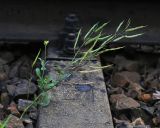 Brassica napus