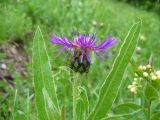 Centaurea subspecies axillaris