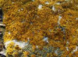 Xanthoria parietina