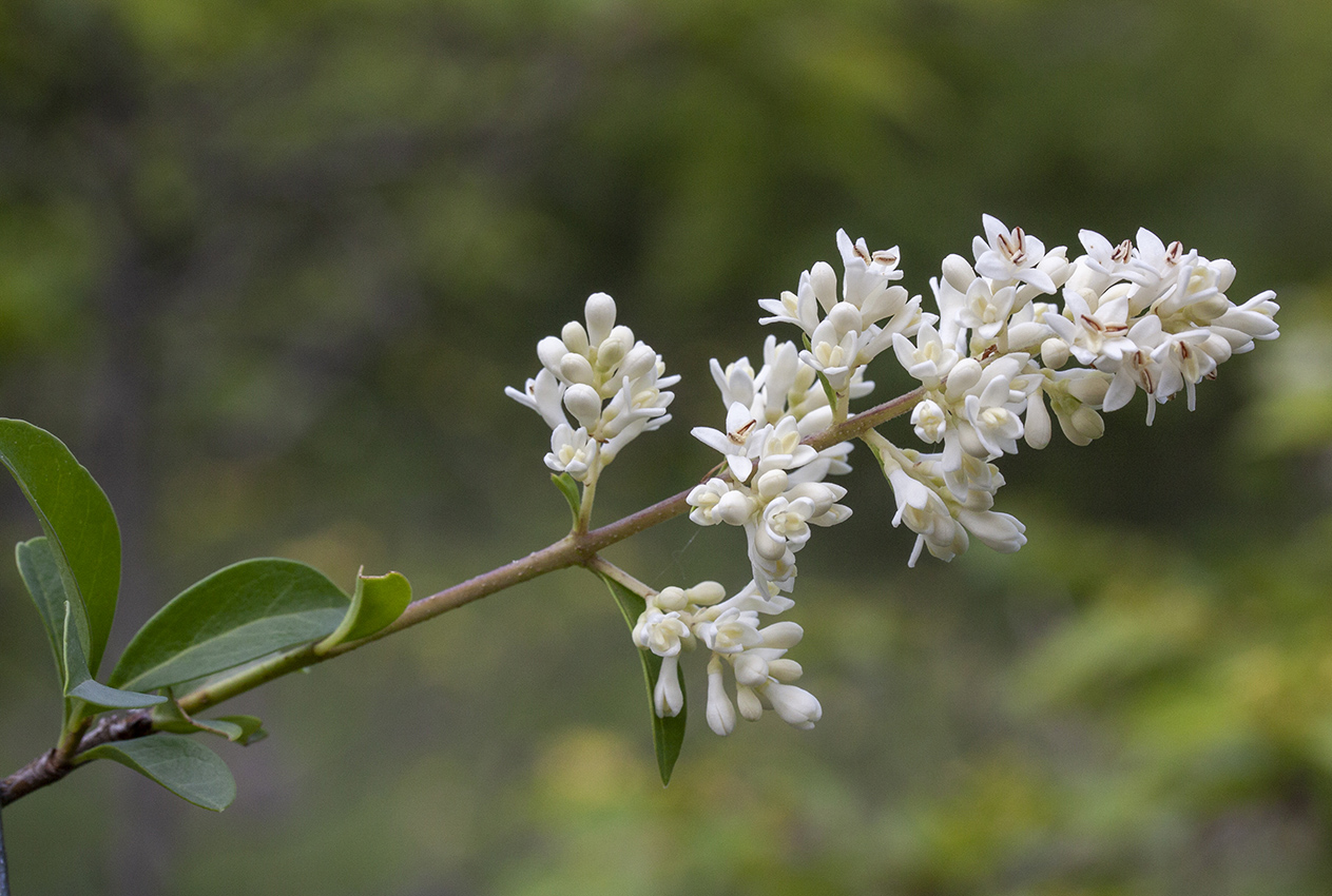 Image of Ligustrum vulgare specimen.