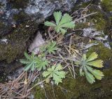 Potentilla humifusa