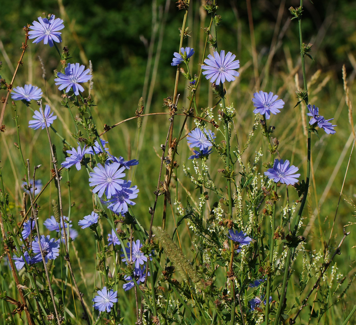 Image of Cichorium intybus specimen.