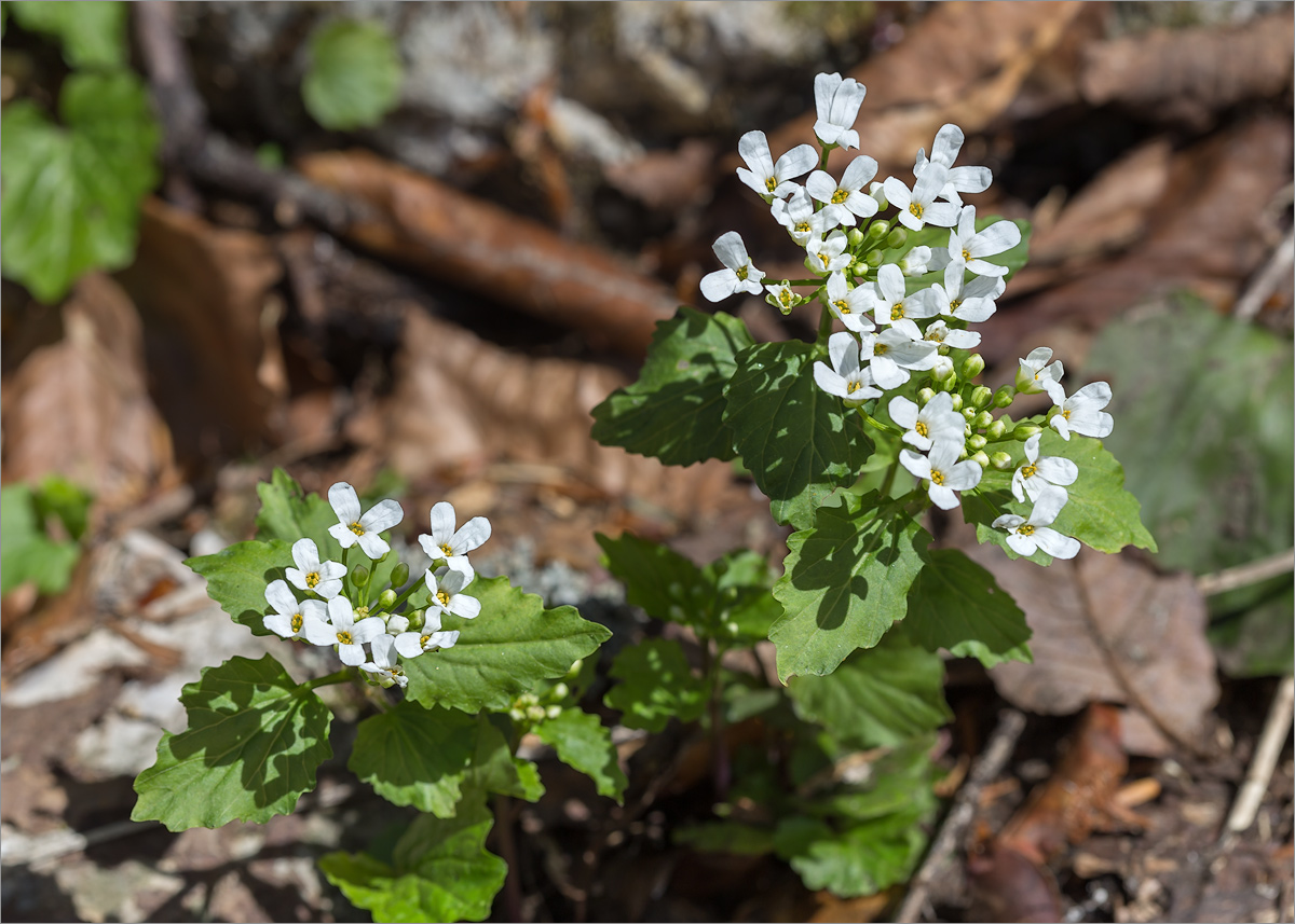 Image of Pachyphragma macrophyllum specimen.