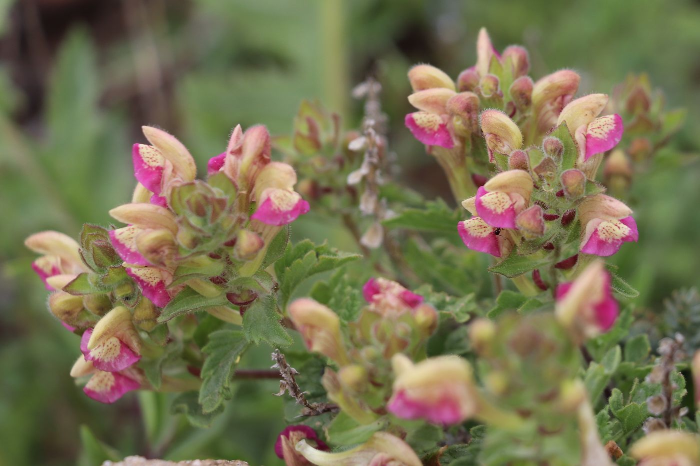 Изображение особи Scutellaria adsurgens.