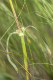 Silene chersonensis