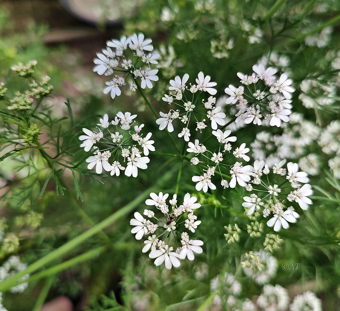 Image of Coriandrum sativum specimen.