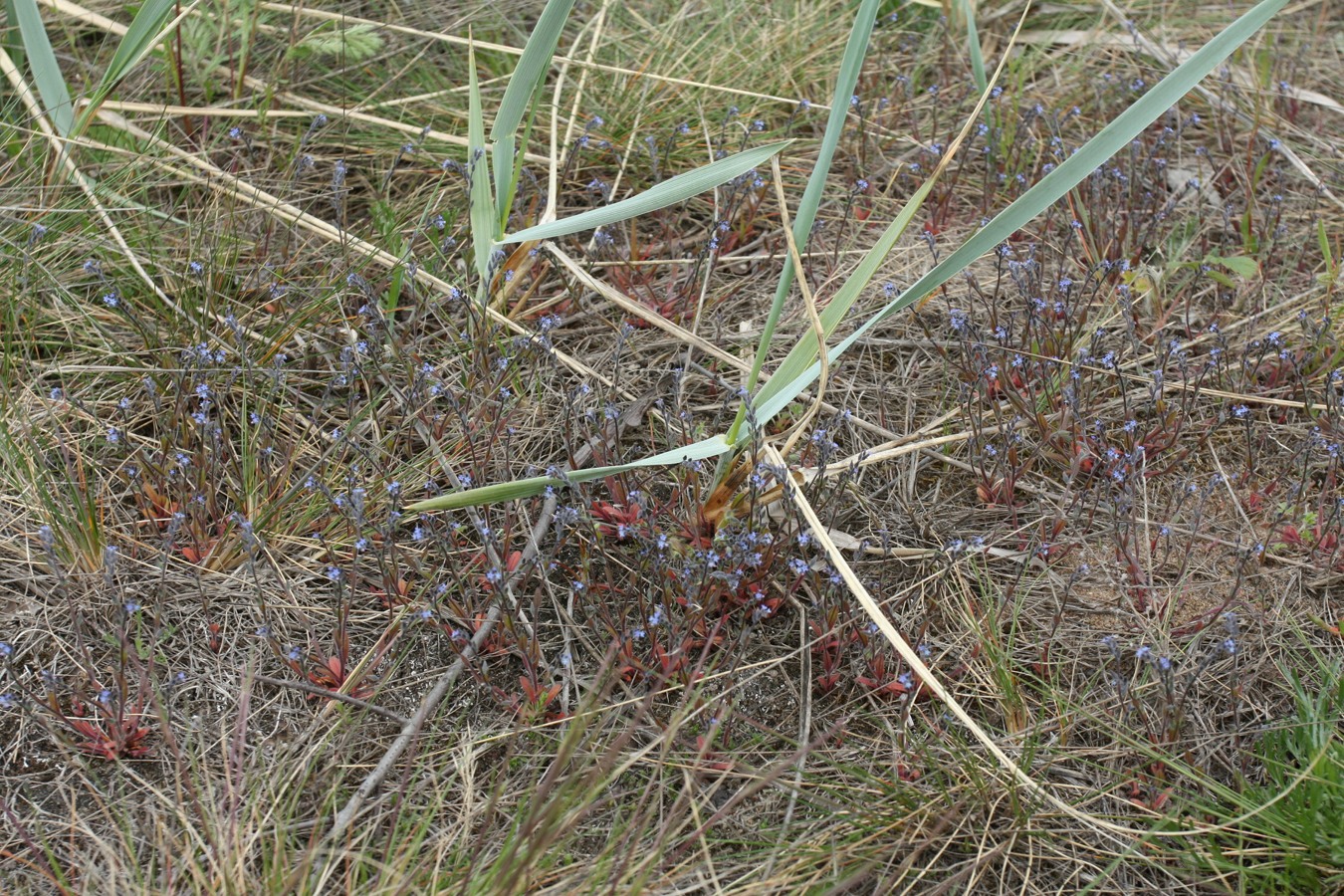 Изображение особи Myosotis micrantha.