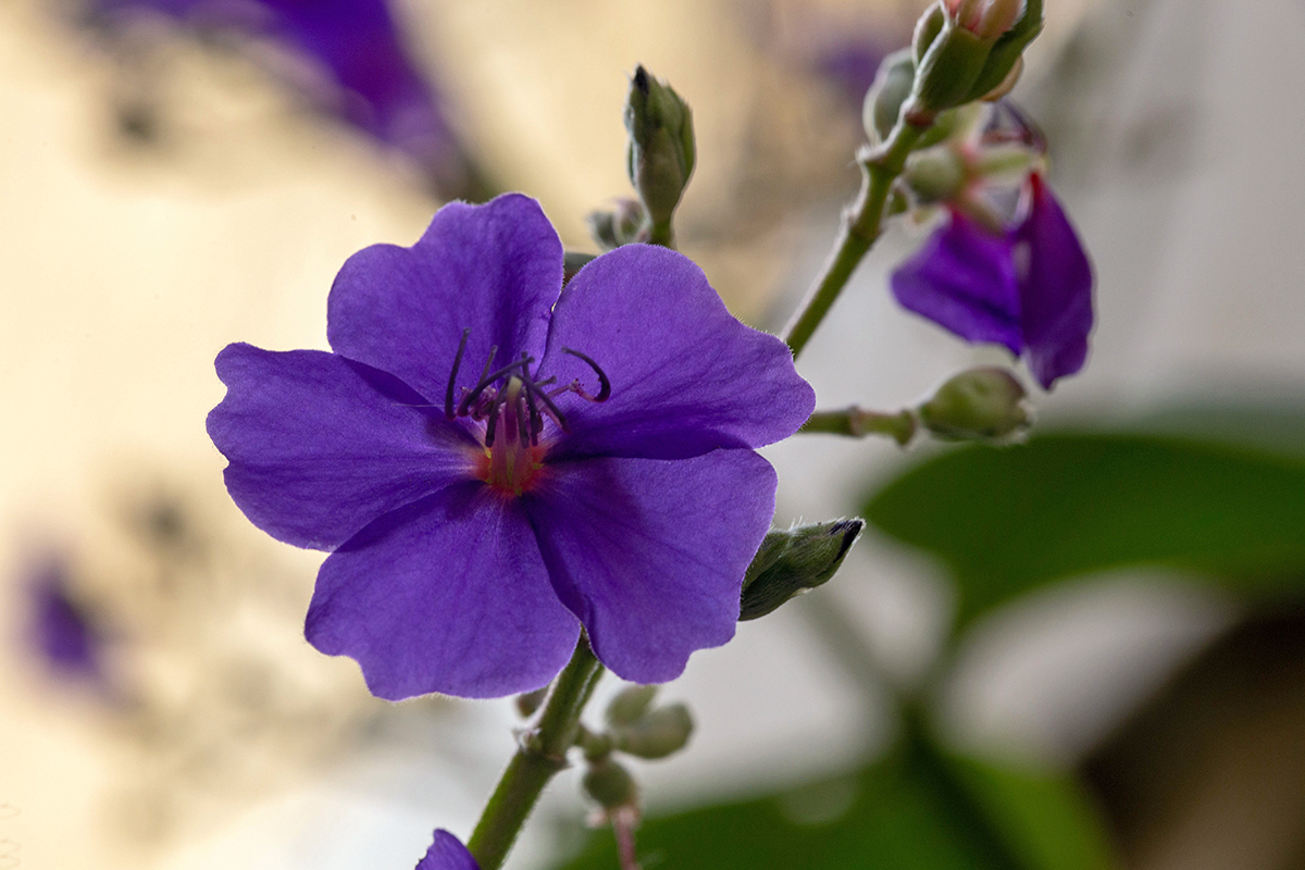 Изображение особи Tibouchina urvilleana.