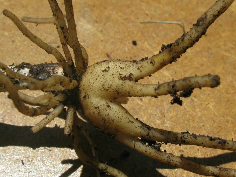 Image of Dactylorhiza incarnata specimen.