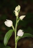 Cephalanthera damasonium