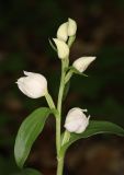 Cephalanthera damasonium. Соцветие. Дагестан, Табасаранский р-н, окр. с. Татиль, буковый лес. 23 мая 2022 г.