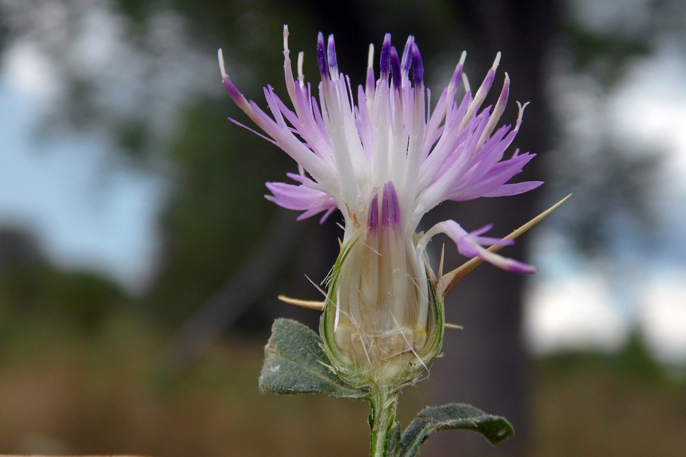 Image of Centaurea iberica specimen.